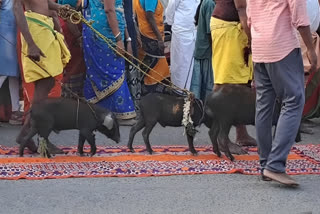 Dindigul Natham Piglets taken without their feet touching the ground strange worship