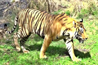 Mating of tigers in Ranthambore