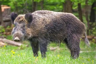 Woman fights wild boar to save daughter dies