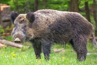 CHHATTISGARH WOMAN FIGHTS WILD BOAR TO SAVE DAUGHTER DIES IN KORBA NEWS