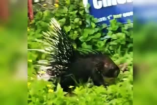 porcupine