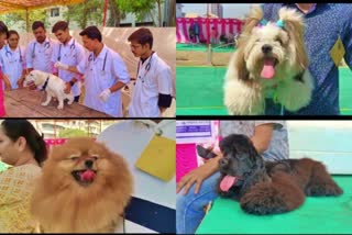 Navsari dog show saw 'pawsome' participation of more than 32 breeds of dogs