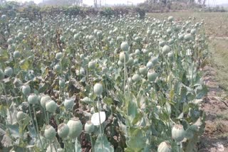 Illegal Poppy Cultivation ETV Bharat