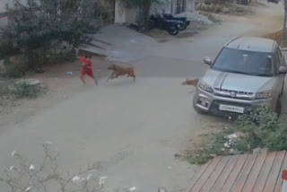 DOG ATTACK