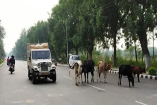 More than 18 lakh animals in Himachal