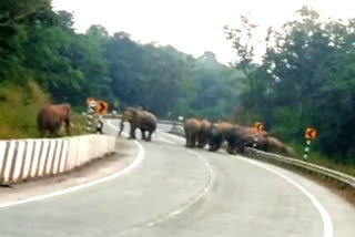 Elephant on National Highway