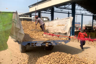 potatoes Wholesale price in Haryana potato prices in Haryana Karnal latest news