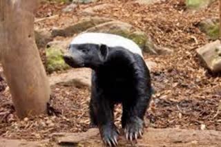 Honey Badger in Manendragarh: કુંવરપુરમાં પ્રથમ વખત જોવા મળ્યો નાનો પણ ઉગ્ર હની બેજર