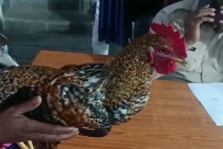 Rooster theft complaint in Bilaspur