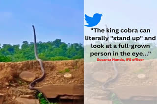 King Cobra standing at a height of a man, video surfaces