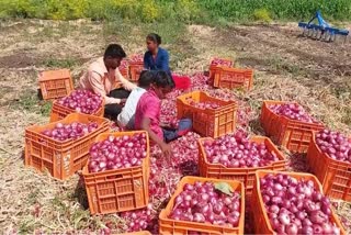 Nashik Farmers destroyed onions