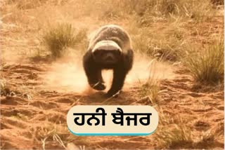 Honey Badger in Manendragarh