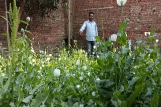 Opium Plant Recovered IN Katni