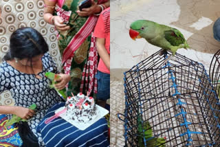 illegally keep Indian parrot as pet