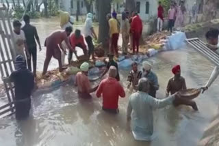 Due to the gap in the Bathinda Rajwahe the wheat crop was destroyed