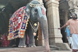 Srirangam Ranganatha Temple celebrates 45th birthday of elephant; tusker offers candies