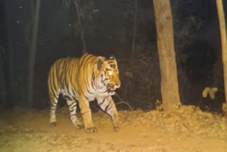 tiger spotted in keonjhar