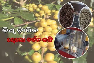 yellow Brazilian Bourbon in koraput