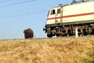 Wild elephant escaped in front of train  Coimbatore  Wild elephant  ഓടിചെന്ന് റയില്‍വേ ട്രാക്കില്‍ നിന്നു  പാഞ്ഞടുത്ത് എക്‌സ്പ്രസ്‌ ട്രെയിന്‍  കാട്ടാന രക്ഷപ്പെട്ടത് തലനാരിഴയ്‌ക്ക്  കോയമ്പത്തൂര്‍ ധര്‍മപുരി