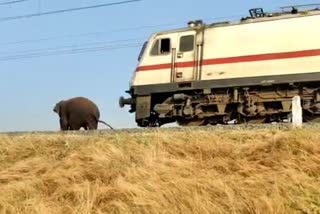 Elephant saved from hitting train