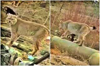 IFS officer shares video of rare Himalayan Lynx spotted in Ladakh; clip took internet by storm