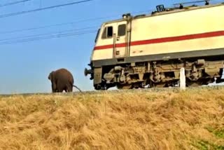 Magna elephant survived from rail accident in tamil nadu