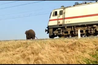 elephant-on-railway-track-and-due-to-wisdom-of-forest-department