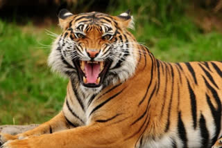 Tiger Attack On Farmer