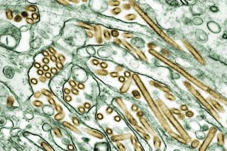 H5N1 Virus Cases