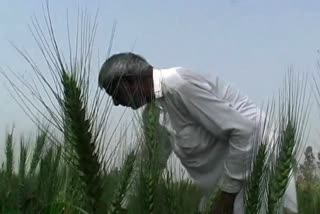 Tela insect in wheat crop in Haryana