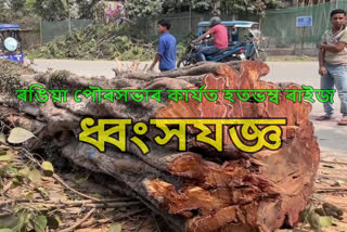 Deforestation of Rangia Municipality