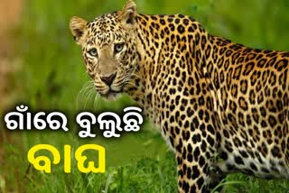 ସୁନ୍ଦରଗଡ ଜିଲ୍ଲାରେ ବାଘ ଆତଙ୍କ