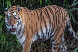 Tiger terror in Pratappur forest