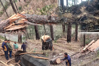 Pine trees cutting in Tharali