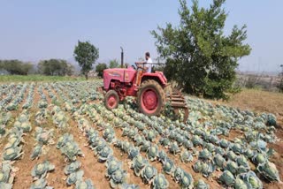 Farmer Turned Plow On Cabbage Crop