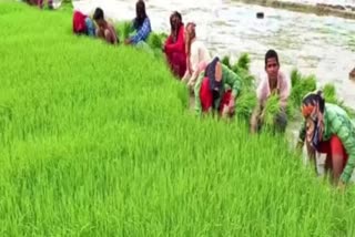 Farmers plunge in loss in Himachal Pradesh  ദുരിതം പേറി ഹിമാചലിലെ കര്‍ഷകര്‍  ഹിമാചലിലെ കര്‍ഷകര്‍  കര്‍ഷകര്‍  കാര്‍ഷിക വിള  ഹിമാചല്‍ പ്രദേശ് വാര്‍ത്തകള്‍  agricultuaral news updates  farming news