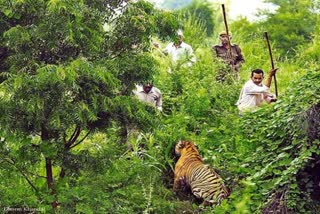 Tadoba Andhari tiger reserve