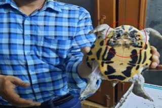 Veterinary Doctor performs Rare Operation on Tortoise in Aligarh