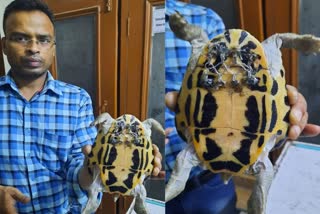 Tortoise's shell broke due to dog's tossing, doctor saved life by doing three hours surgery