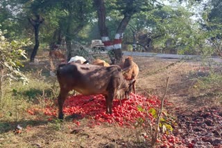 Farmer throw tomato crop on road
