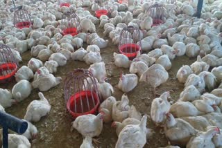 http://10.10.50.75//jharkhand/03-March-2023/jh-ran-05-ranchimebirdflu-7210345_03032023212928_0303f_1677859168_936.jpg