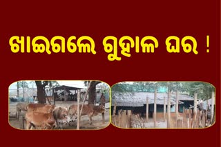 construction of cattle shed in malkangiri