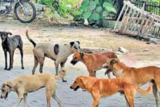 an-epidemic-of-stray-dogs-who-is-responsible-for-this