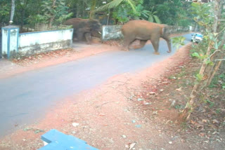 elephants attcak  wild elephant  malappuram wild elephants attcak  കാട്ടാന  ജനവാസ മേഖലകളില്‍ കാട്ടാന ഇറങ്ങി  തിരുവാലി  നിലമ്പൂർ കനോലി പ്ലോട്ട്