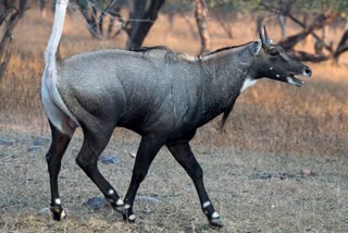 Nilgai in Jangal Mahal