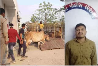 Stray Cattle Control Vadodara : માણેજામાં ગાય અડફેટે વૃદ્ધાના મોત મુદ્દે કોઈ જવાબદાર અધિકારી કશું બોલવા તૈયાર નહીં!