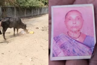 Cow Attack on old women in gujarath