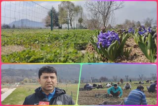 tulip-garden-in-kashmir-15-lakh-tulips-to-bloom-this-season-preparation-in-full-swing
