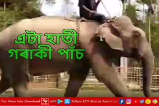 Elephant in Jorhat