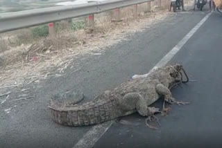 Crocodile spotted NH 218 Karnataka Vijayapura